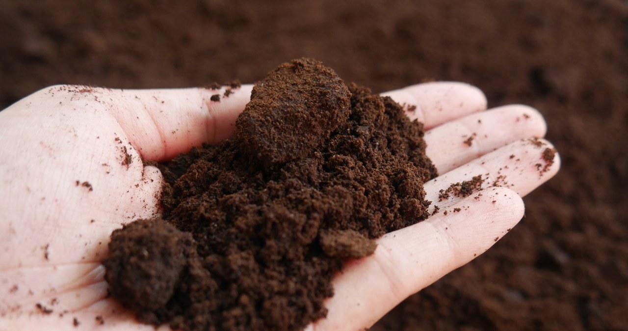 Po zrobieniu kawy nie wyrzucaj fusów, przydadzą ci się do andrzejkowej wróżby /123RF/PICSEL