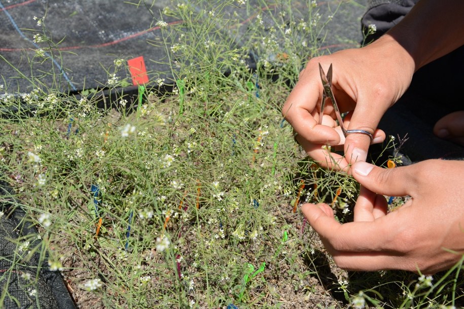 Pobieranie próbek do badań /Niek Scheepens, Goethe University Frankfurt /Materiały prasowe