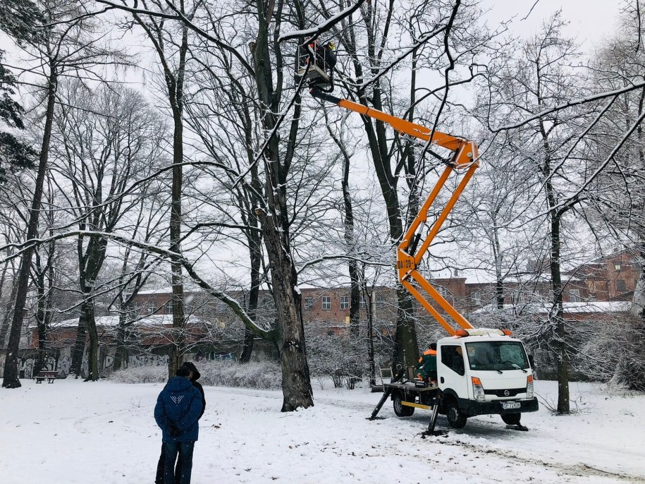 Pobieranie zrazów do zaszczepienia rzadkiej odmiany buka ze 150-letniego drzewa w parku Źródliska II w Łodzi /Agnieszka Wyderka /RMF FM