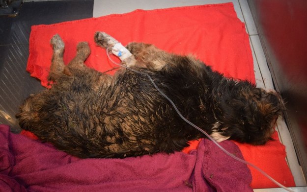 Pobity pies został przewieziony do lecznicy /Policja