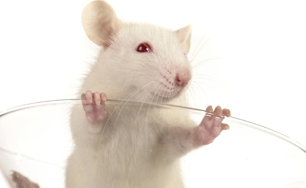 Pochodząca od dwóch ojców mysz osiągnęła dorosłość