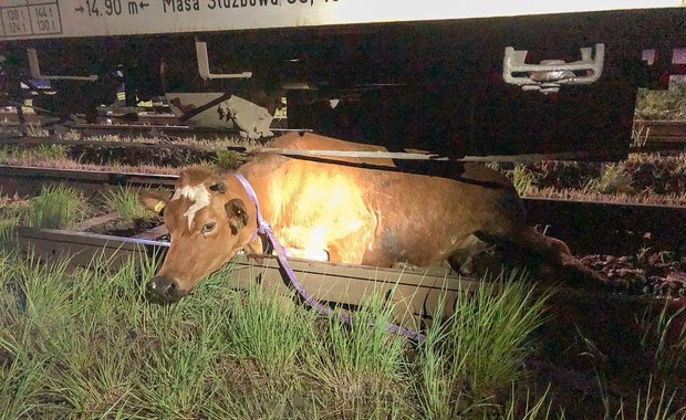 Pociąg potrącił dwie krowy. Jedna utknęła pod wagonem