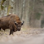 Pociąg uderzył w żubry. Wypadek kolejowy na Podlasiu