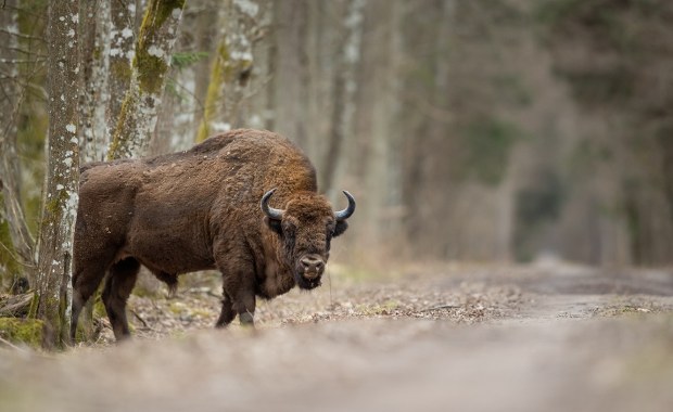 Pociąg uderzył w żubry. Wypadek kolejowy na Podlasiu