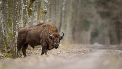 Pociąg uderzył w żubry. Wypadek kolejowy na Podlasiu