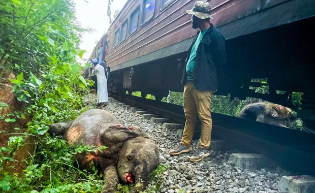 Pociąg wjechał w stado słoni. Sześć zwierząt zginęło