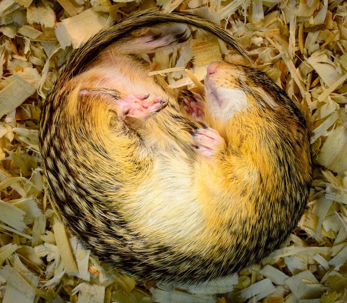 Poczas hibernacji wiewiórki - jak ten paskosuseł lamparci - obniżają tempo przemiany materii nawet 100-krotnie /Materiały prasowe