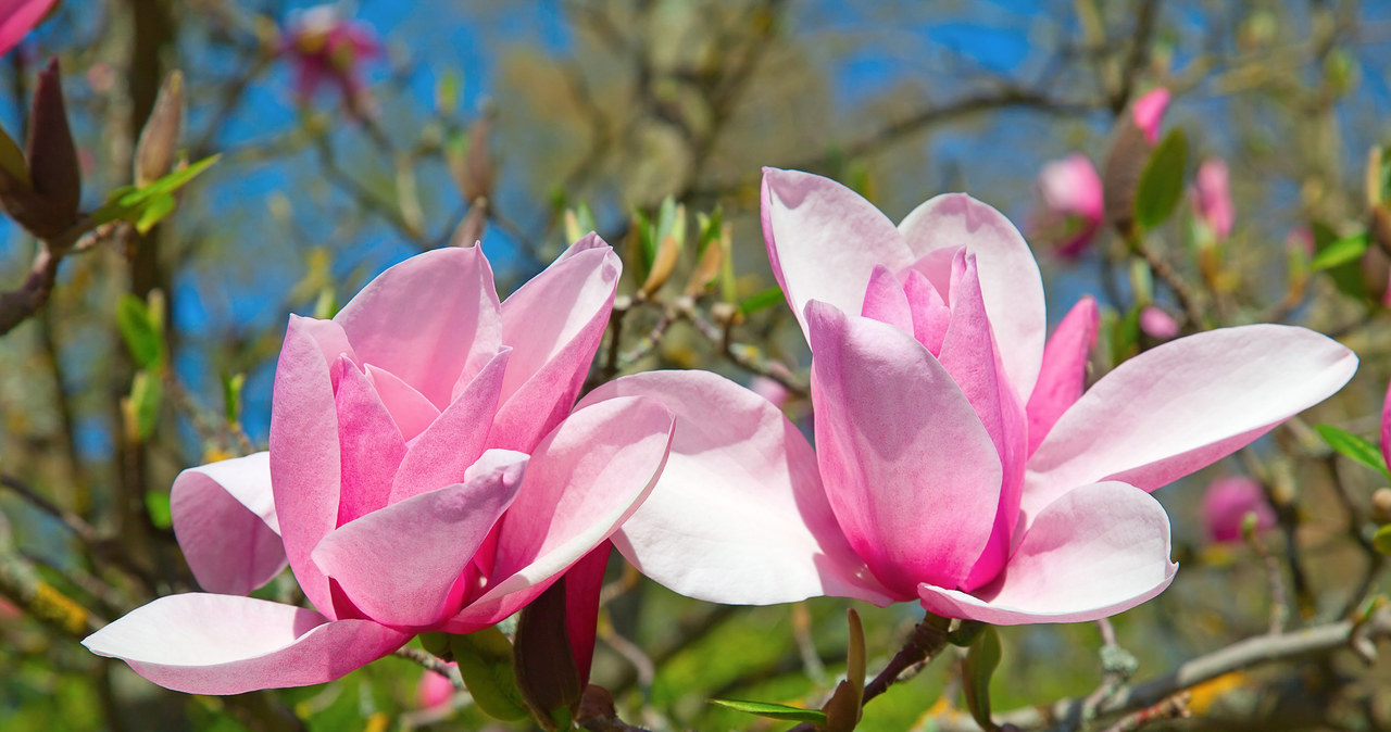 Początek grudnia to ostatni moment, aby przygotować magnolię do zimy /123RF/PICSEL