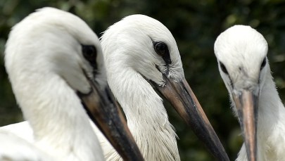 Początek jesieni? Bociany już wyruszyły do Afryki