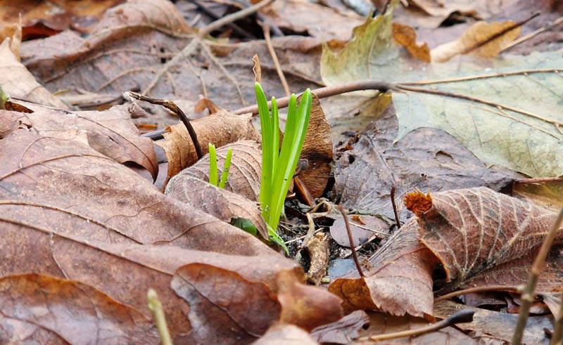Początek stycznia to wyjątkowo wczesny termin dla przebiśniegów. /miastokolobrzeg.pl /