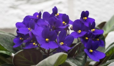 Poczęstuj fiołka afrykańskiego tą herbatą. W podzięce obsypie się kwiatkami