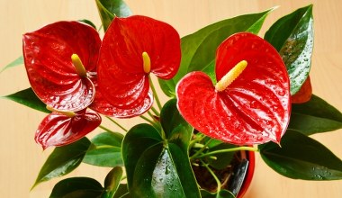 Poczęstuj szklaneczką anturium. Wkrótce nie zliczysz kwiatów