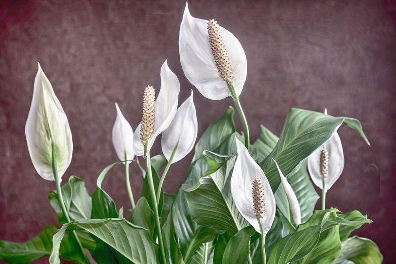 Poczęstuj tym skrzydłokwiat. Odwdzięczy się mnóstwem białych kwiatów