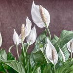 Poczęstuj tym skrzydłokwiat. Odwdzięczy się mnóstwem białych kwiatów