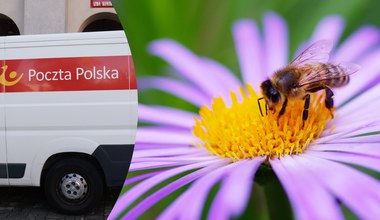 Poczta Polska zaskoczyła wszystkich. Teraz można wysłać... pszczoły 