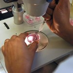 Poczta zwraca pracownikom koszt zabiegu in vitro