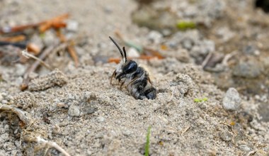 Pod cmentarzem odkryli rekordowe "osiedle". Nawet 8 mln pszczół