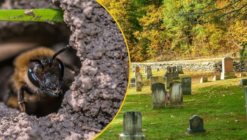 Największa kolonia pszczół odkryta na cmentarzu. Pod ziemią są ich miliony