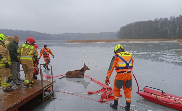 Pod jeleniem załamał się lód. Z pomocą ruszyli strażacy
