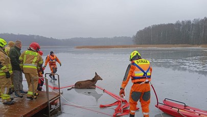 Pod jeleniem załamał się lód. Z pomocą ruszyli strażacy