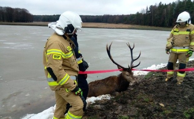 Pod jeleniem zarwał się lód. Pomogli mu strażacy
