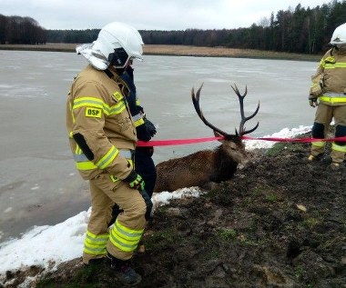 Pod jeleniem zarwał się lód. Pomogli mu strażacy