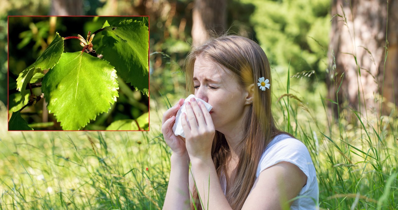 Pod koniec kwietnia 2022 alergicy powinni mieć się na baczności /123RF/PICSEL