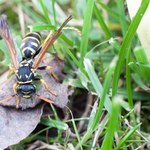 Pod koniec lata osy atakują z podwójną siłą. Jak sobie z nimi radzić? 