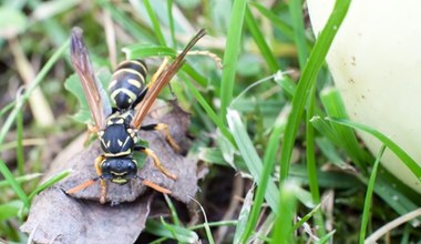 Pod koniec lata osy atakują z podwójną siłą. Jak sobie z nimi radzić? 