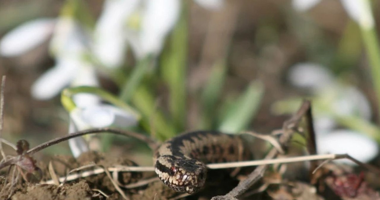 Pod koniec lutego wybudzają się żmije zygzakowate łac. Vipera berus /Wojciech Zatwarnicki /Reporter