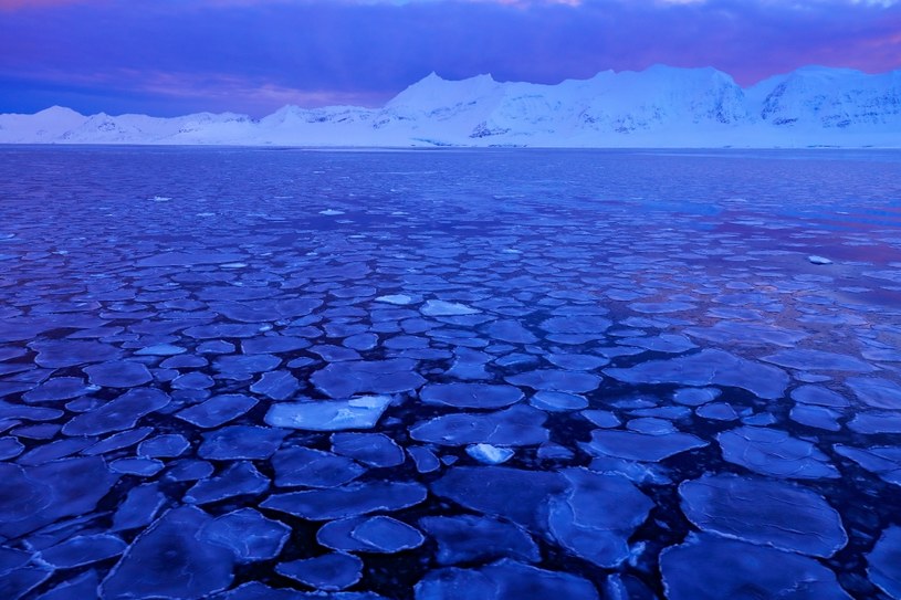 Pod lodem Antarktydy kryją się organizmy żywe /123RF/PICSEL
