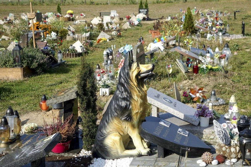 Pod Łodzią znajduje się cmentarz dla zwierząt /Piotr Kamionka /Reporter
