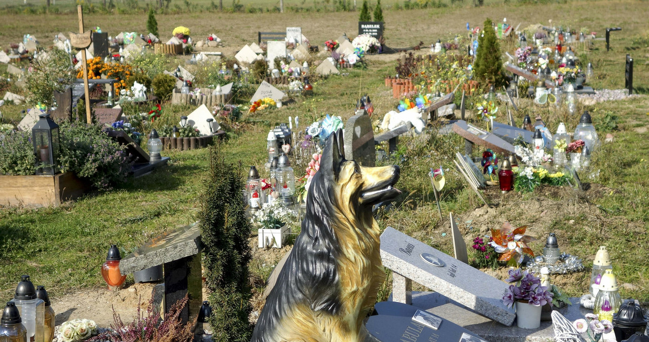 Pod Łodzią znajduje się cmentarz dla zwierząt /Piotr Kamionka /Reporter