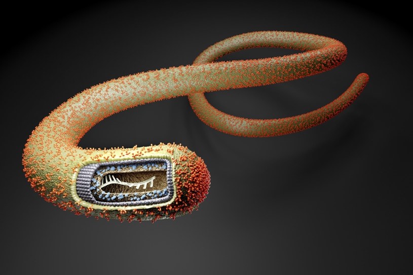 Pod mikroskopem ebola przybierać może przeróżne kształty /East News