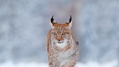 Pod Olsztynem zaobserwowano rysia. "Populacja rośnie"