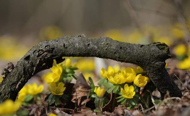 Pod Poznaniem zakwitły w końcu ranniki. Później niż zwykle