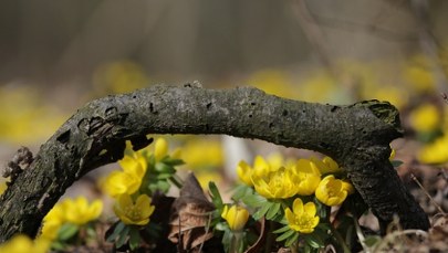 Pod Poznaniem zakwitły w końcu ranniki. Później niż zwykle