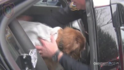 Pod psem załamał się lód. Ratownicy ruszyli na pomoc