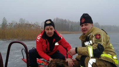 Pod psem załamał się lód. Uratowali go strażacy 
