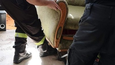 Pod swoim łóżkiem znalazła węża. Musiała interweniować policja