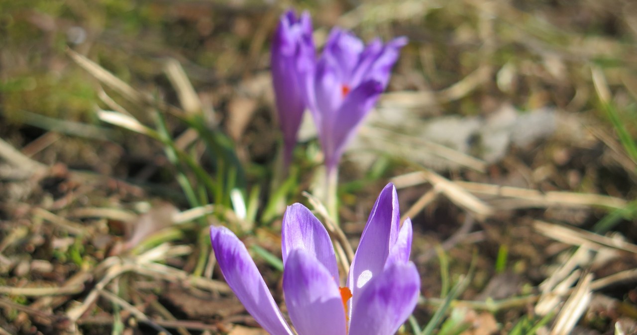 Pod Tatrami pojawiły się pierwsze krokusy