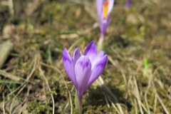 Pod Tatrami pojawiły się pierwsze krokusy