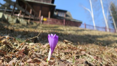 Pod Tatrami pojawiły się pierwsze krokusy