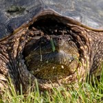 Pod Warszawą złapano niebezpieczny gatunek żółwia. Eksperci biją na alarm 