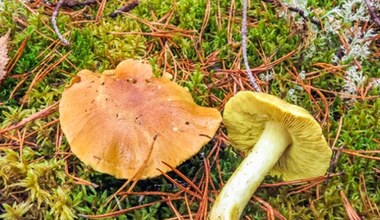 Pod żadnym pozorem nie susz tych grzybów. Stają się wtedy trujące
