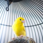 Podali samicom kanarka testosteron. Po latach milczenia zaczęły śpiewać