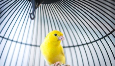 Podali samicom kanarka testosteron. Po latach milczenia zaczęły śpiewać