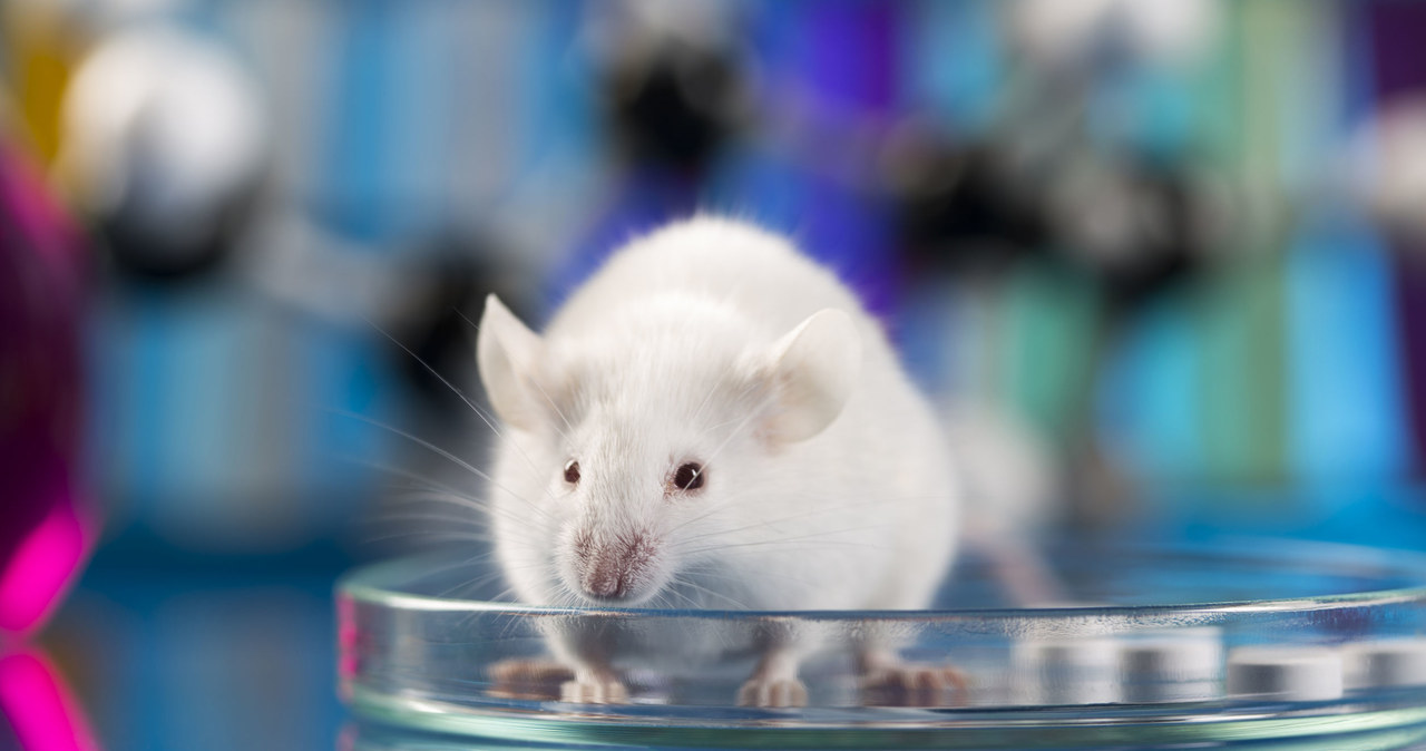 Podanie białka starszym myszom pozwalało wydłużyć im życie nawet o 16 proc. /123RF/PICSEL