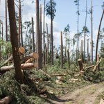 Podano wysokość strat finansowych w lasach po nawałnicach. "To największa tragedia od 1924 roku"