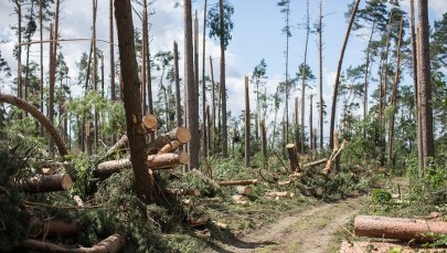 Podano wysokość strat finansowych w lasach po nawałnicach. "To największa tragedia od 1924 roku"